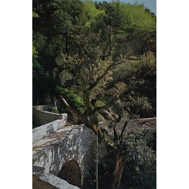 Assisi