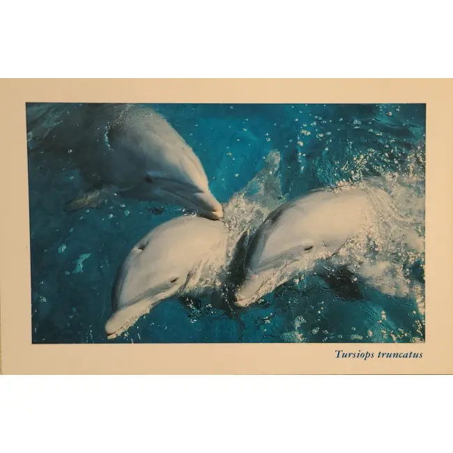 Delfiny