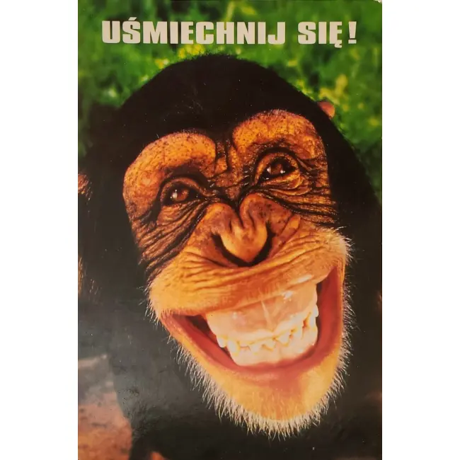 Szympans
