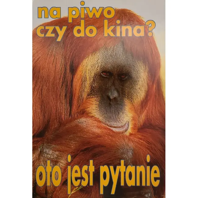 Orangutan