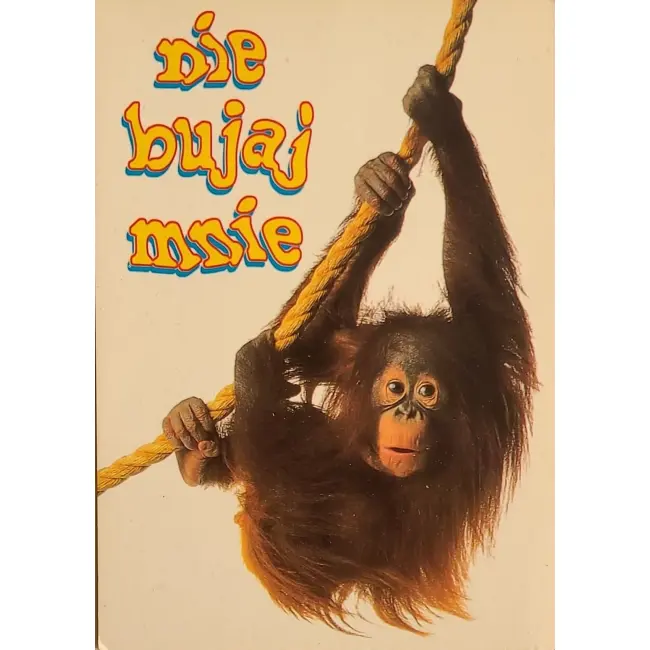 Orangutan