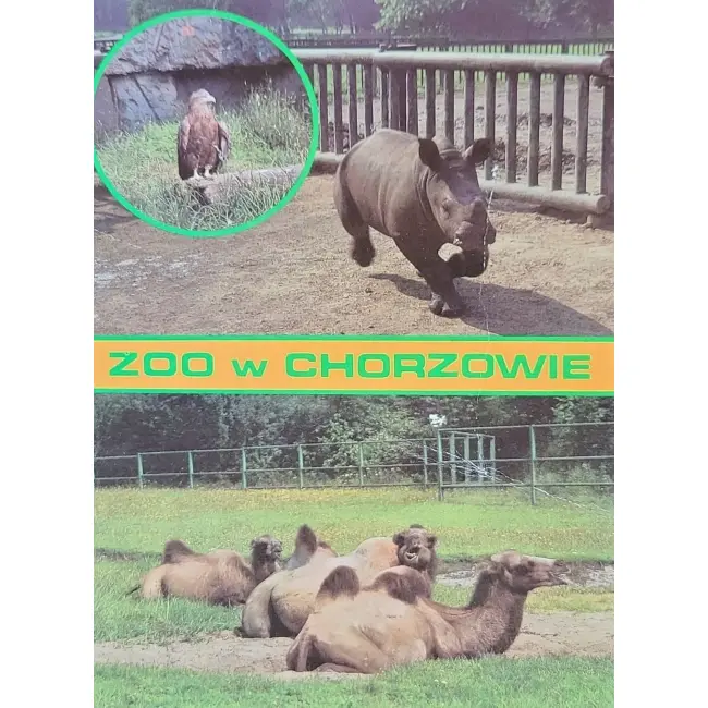Bielik, Nosorożec, Wielbłąd Zoo Chorzów