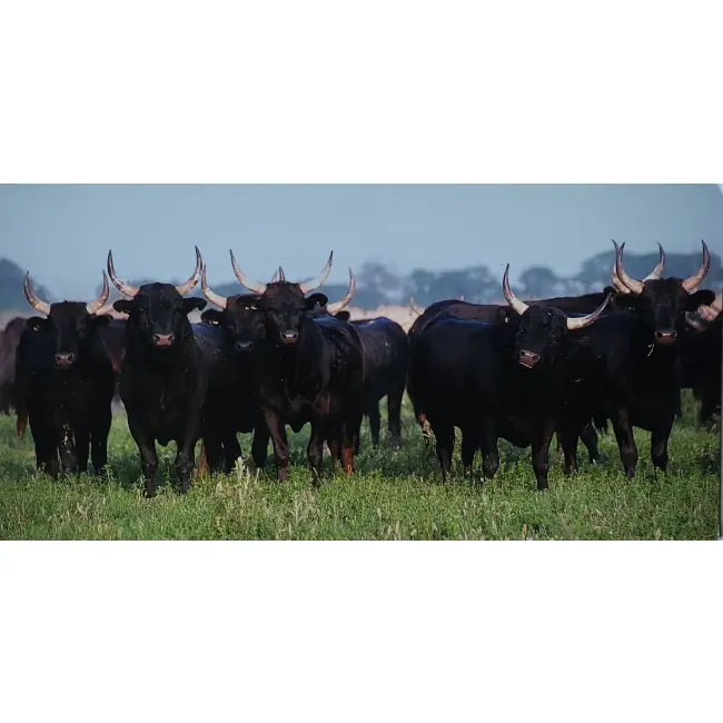 Camargue, byki camarguais – duży format