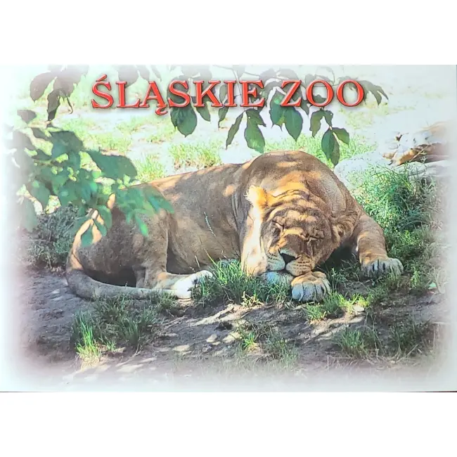 Lew – Śląskie Zoo - wyprzedaż