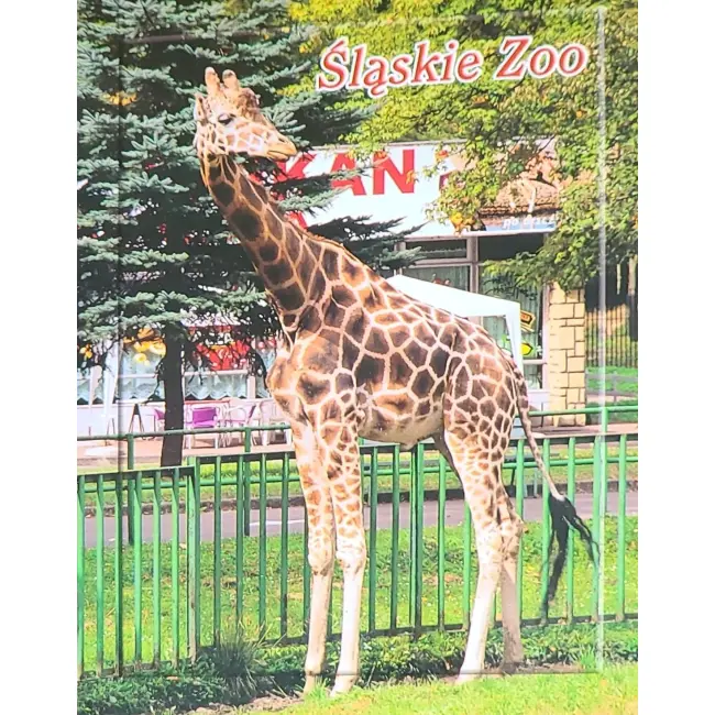 Żyrafa – Śląskie Zoo – wyprzedaż