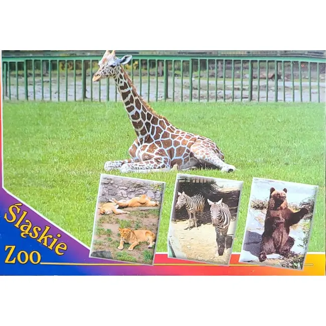 Żyrafa – Śląskie Zoo – wyprzedaż