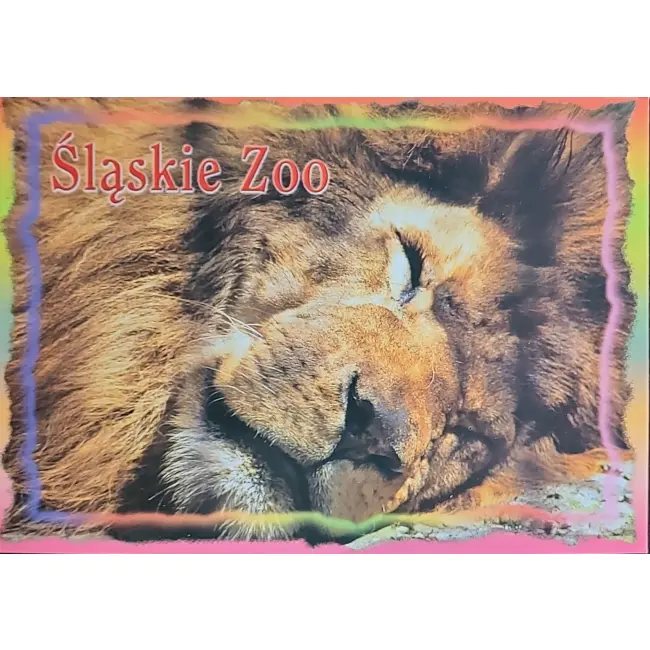 Lew – Śląskie Zoo – wyprzedaż