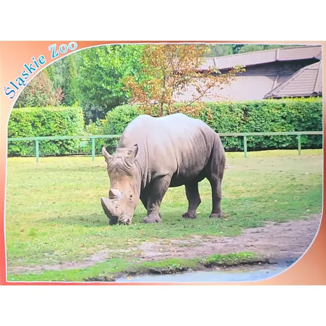 Nosorożec – Śląskie Zoo – wyprzedaż