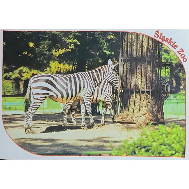 Zebra – Śląskie Zoo – wyprzedaż