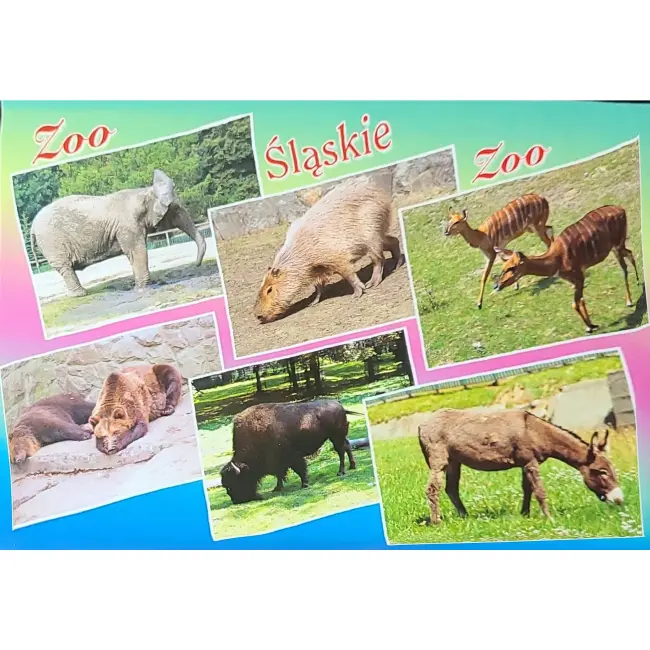 Słoń, Niedźwiedź, Bizon… – Śląskie Zoo – wyprzedaż