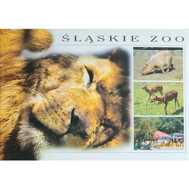 Lew, Kapibara.. – Śląskie Zoo – wyprzedaż