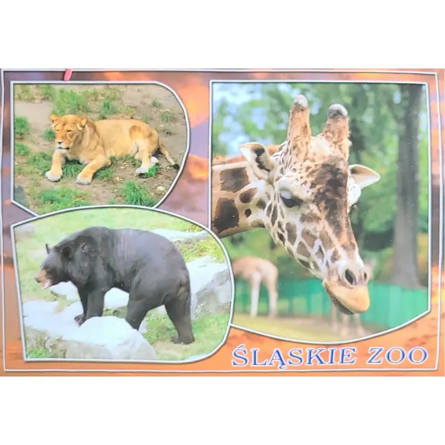 Lew, niedźwiedź, żyrafa Śląskie Zoo – wyprzedaż