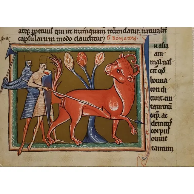 Byk w sztuce i historii Biblioteka Bodleian oxford – rękopis „Bestarium Ashmole”