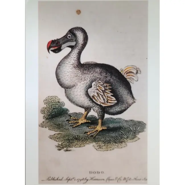 Ptaki:  Dront dodo