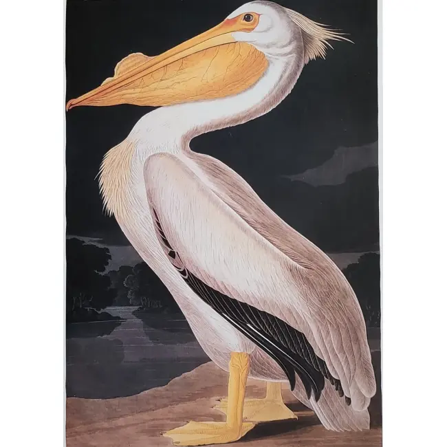 Ptaki:  Pelikan