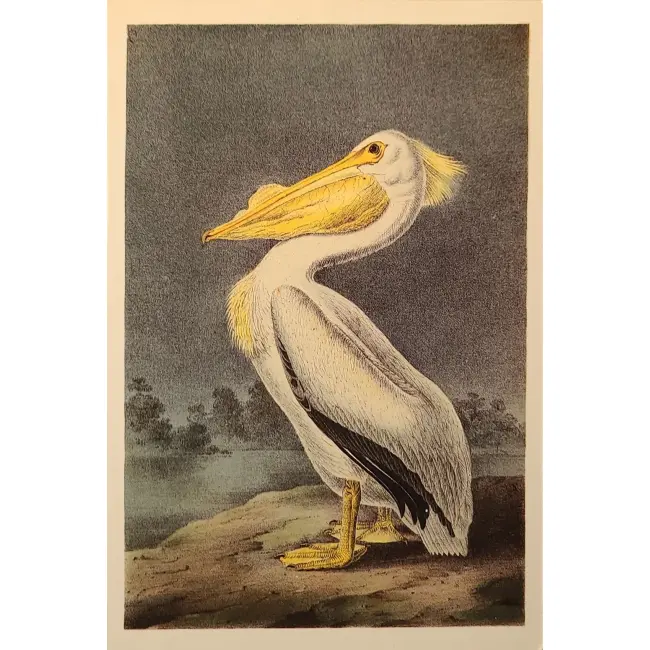 Ptaki:  Pelikan
