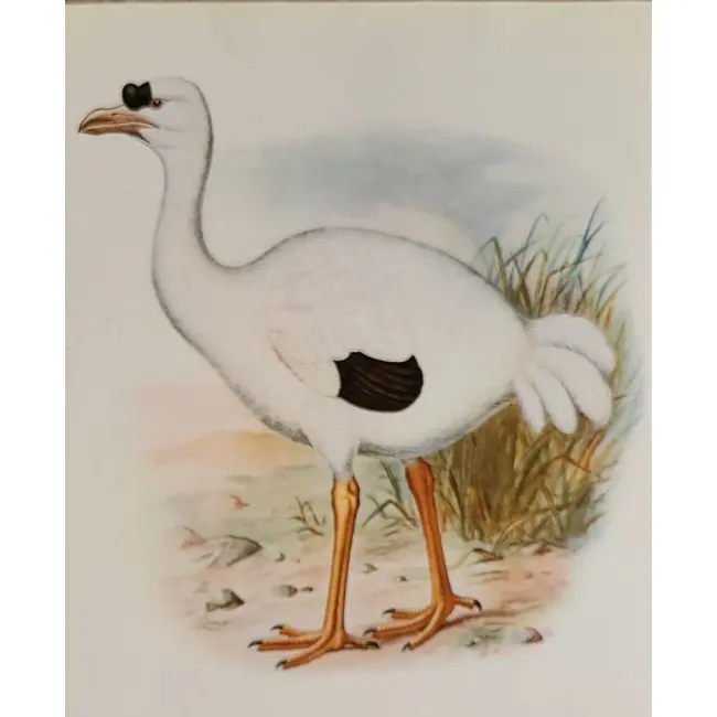 Ptaki:  Dodo reunion