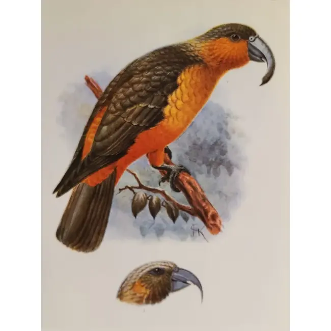 Ptaki:  Kaka z wyspy Norfolk