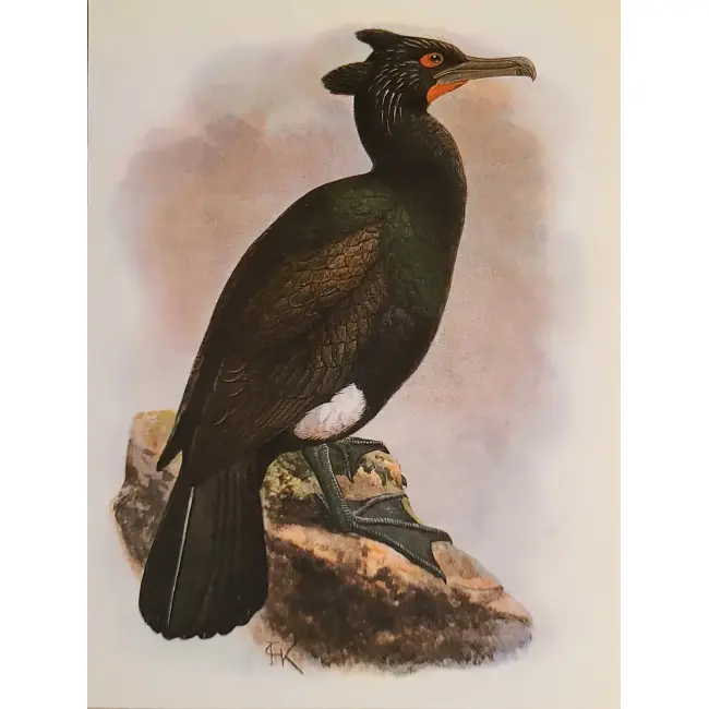 Ptaki:  Kormoran okularowy