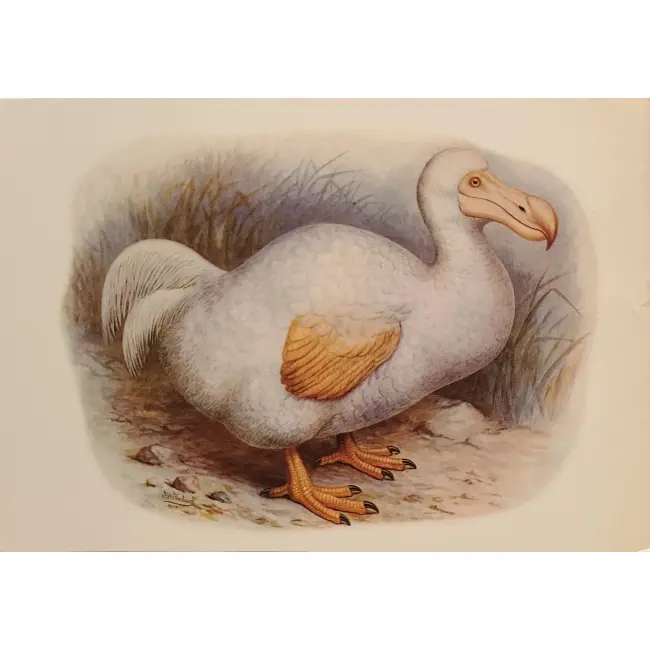 Ptaki:  Dodo biały