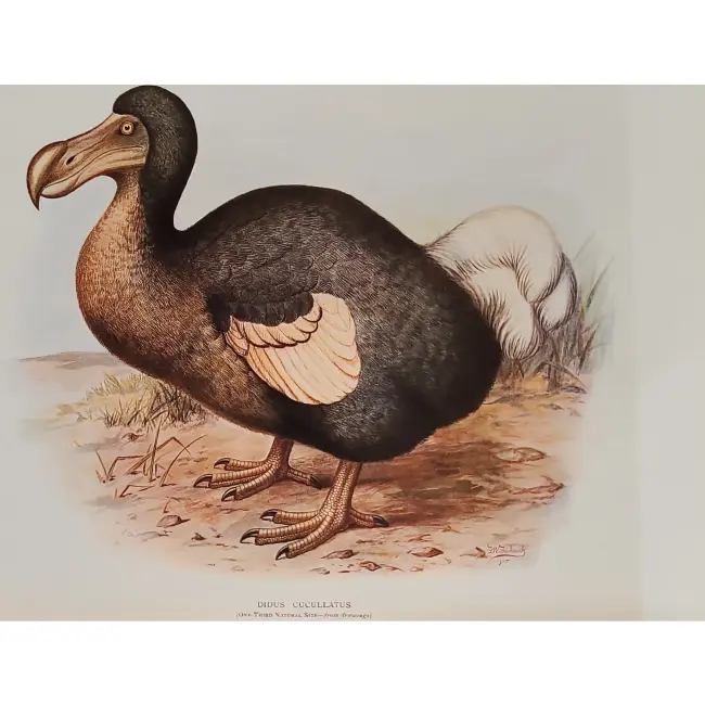 Ptaki: Dront dodo